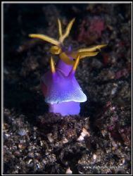Royal Hypselodoris with is head up not a normal position ... by Yves Antoniazzo 